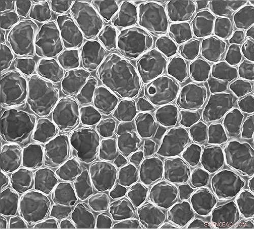 Honeycomb‑Inspired Porous Material Offers Rapid, Safe Pollution Cleanup