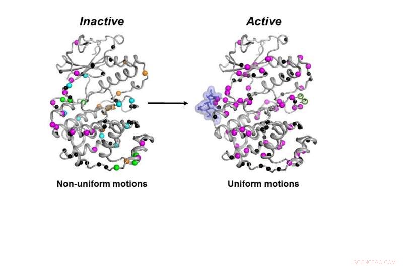 Enzyme Mobility: A Potential Breakthrough in Cancer Drug Design