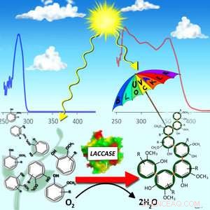 Plant-Derived Polymer Boosts UV Protection for Sustainable Materials