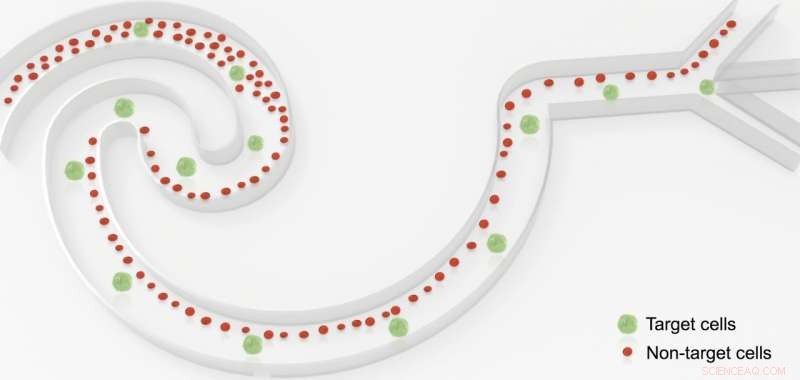 Efficient Size-Based Cell Sorting in Wavy Microchannels