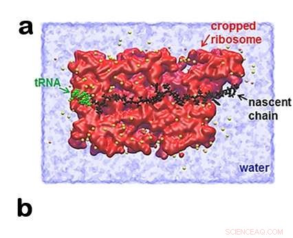 Mechanical Forces Regulate Protein Synthesis Speed