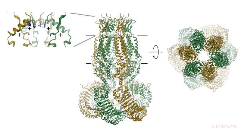 New Cellular Valve Structure Unlocks Innovative Therapeutic Opportunities