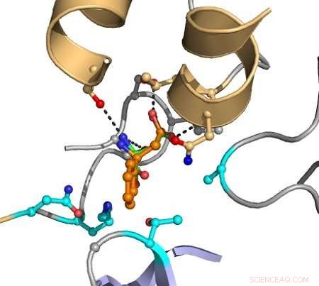 Computer-Driven Enzyme Redesign Yields Catalyst for Asymmetric Hydroamination
