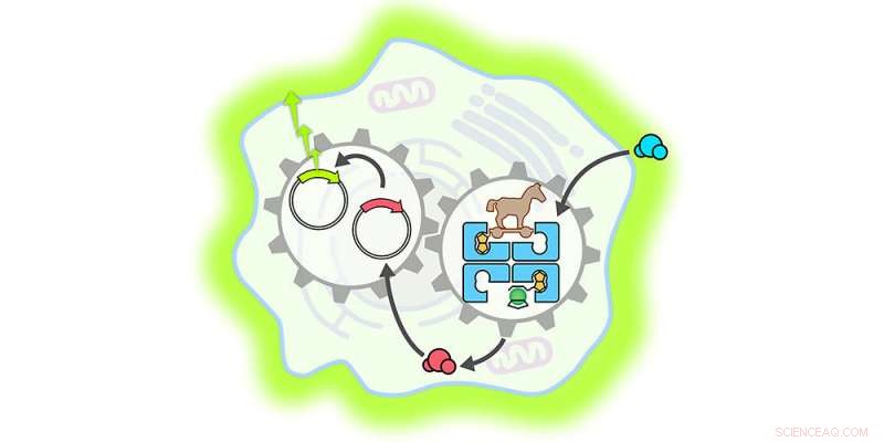 Synthetic Metalloenzyme Activates Gene Switch in Mammalian Cells