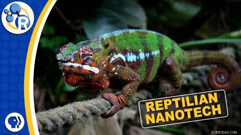 Chameleons: The Natural Mastery of Color and Nanotechnology Explained