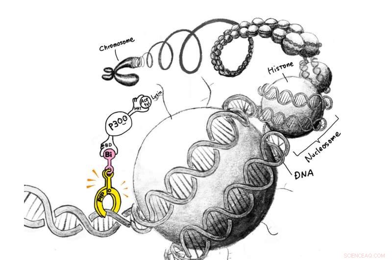 Bi-PIP: A Synthetic Molecular Code that Switches Genes On Through Epigenetic Modulation