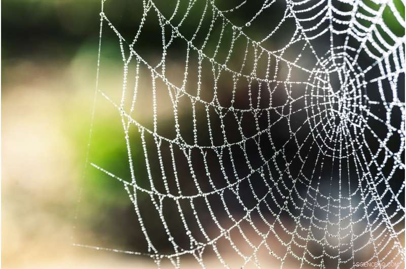 Scientists Uncover Crucial Mechanism Behind Spider Silk Formation