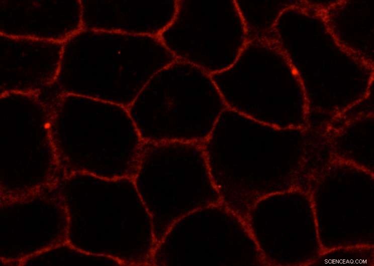 Advanced Techniques for Analyzing Cell Membranes