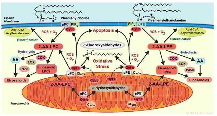 Understanding Plasmalogens: Their Role in Brain Health and Alzheimer’s Disease