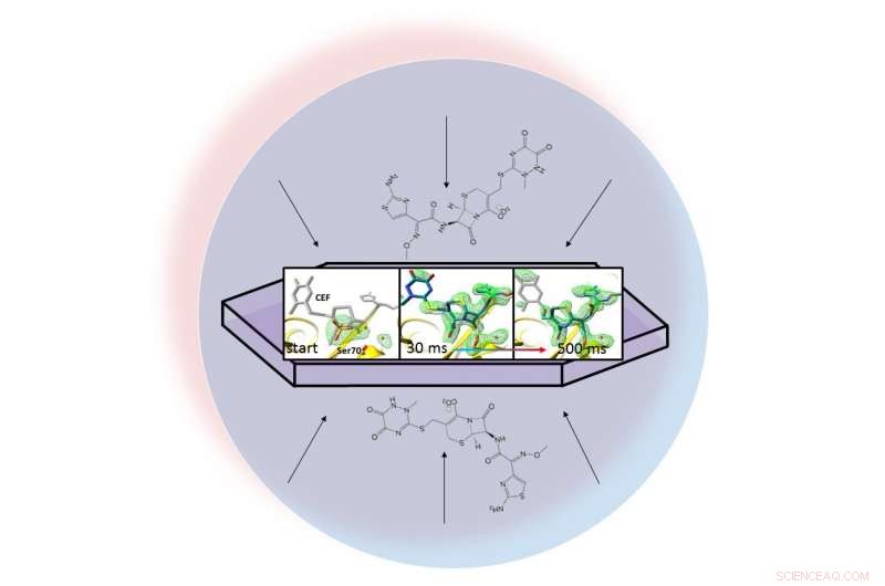 Scientists Use X-ray Laser to Observe Bacteria Attacking Antibiotics in Real Time