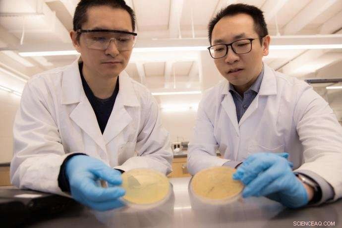 Bacteria That Feast on Chemicals Remove Likely Carcinogen from Contaminated Water