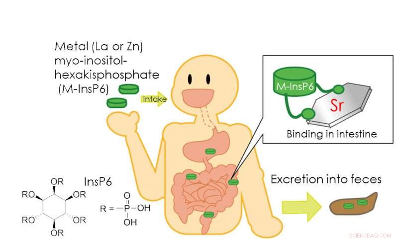 New Chemical Complex Accelerates Elimination of Radioactive Strontium from the Human Body