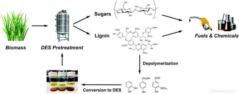 Lignin‑Based Renewable Solvents Reduce Waste in Biofuel Production