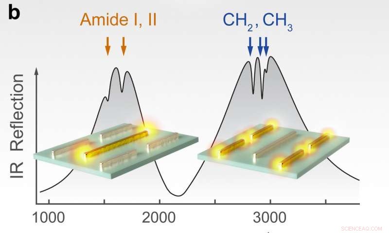 Decoding Molecular Dynamics in Lipid Membranes Using Metasurface-Enhanced Infrared Spectroscopy