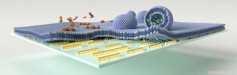 Decoding Molecular Dynamics in Lipid Membranes Using Metasurface-Enhanced Infrared Spectroscopy