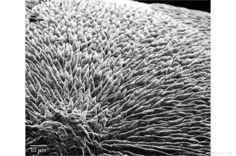 Scientists Develop Enamel‑Regenerating Material, Offering Hope for Dental Repair