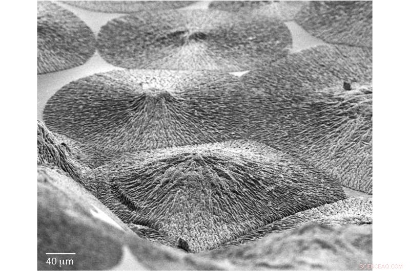 Scientists Develop Enamel‑Regenerating Material, Offering Hope for Dental Repair