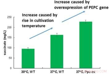 Revolutionizing Succinate Production: Carbon Dioxide Conversion at Record Efficiency