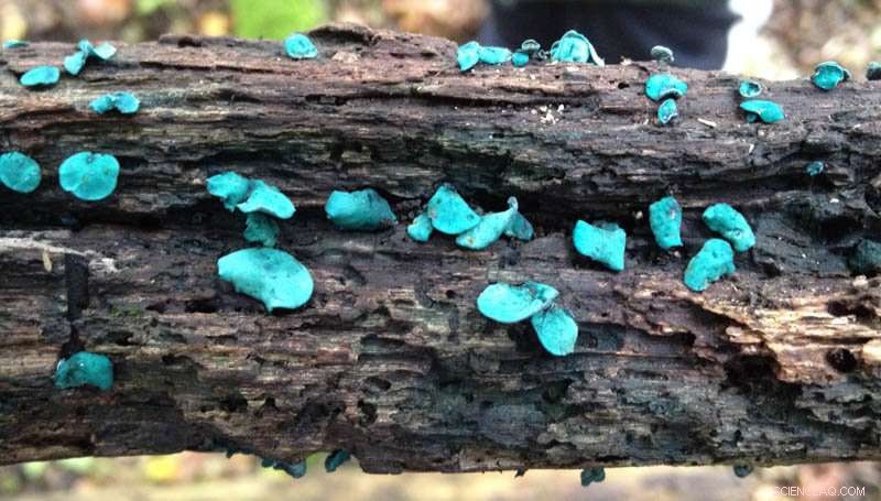 Fungal Pigment Emerges as a Promising Semiconductor Material