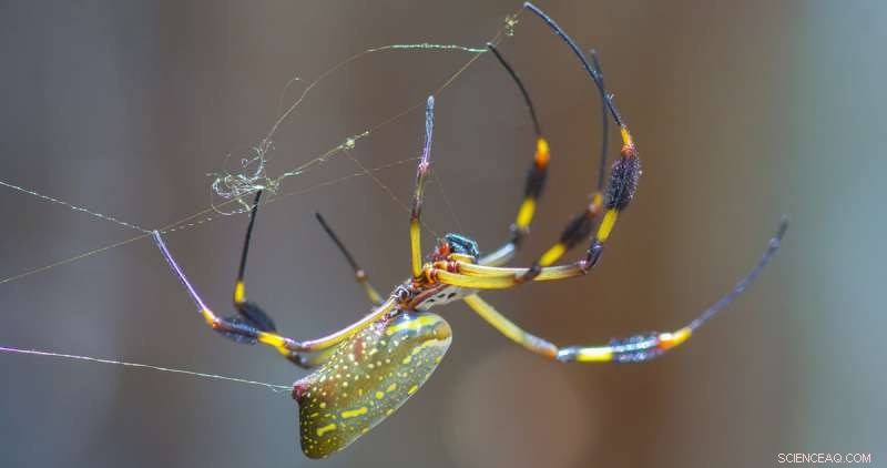 New Study Reveals How Spider Glue Solves Adhesion Challenges