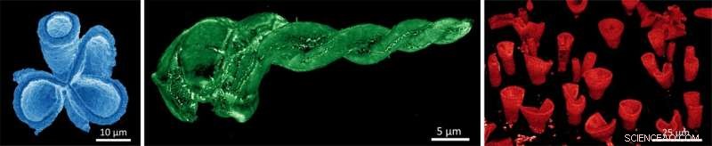 Transforming Sea Urchin Skeletons into High‑Efficiency Solar Cells