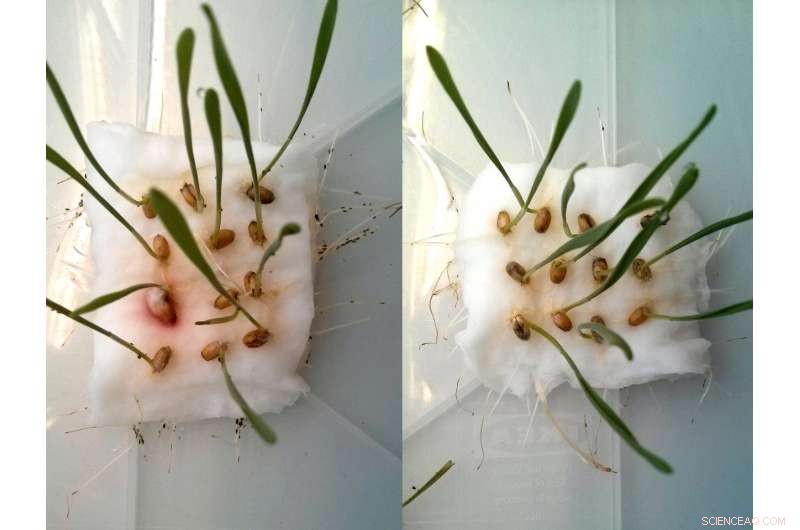 Safe & Biodegradable Crop Protection: Pest Control Without Side Effects