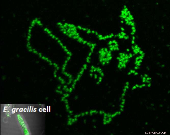 Unveiling Algae Metabolites: Single‑Cell Precision Measurement