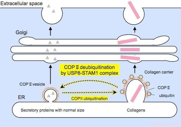 New Enzyme Reveals Key Role in Collagen Carrier Formation and Secretion Suppression