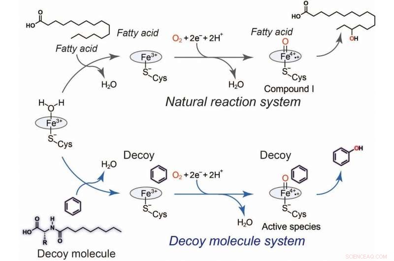 Harnessing E. coli to Convert Benzene into Phenol: A Breakthrough in Biocatalytic Hydroxylation