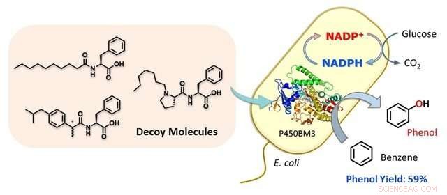 Harnessing E. coli to Convert Benzene into Phenol: A Breakthrough in Biocatalytic Hydroxylation