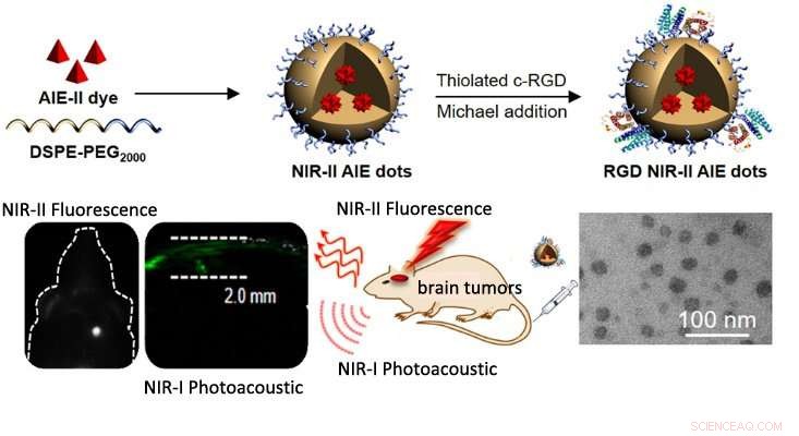 New Method Enhances Clarity and Speed of Orthotopic Brain Tumor Imaging
