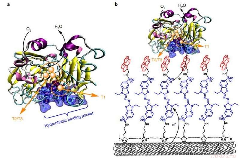 Optimizing Electron Transfer for Enhanced Performance in Enzymatic Biofuel Cells