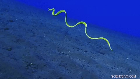 Engineering a Microscopic Robotic Eel for Inside-Body Navigation