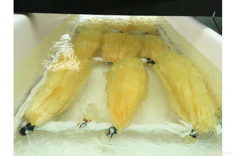 First Gram of Yellowcake Produced from Seawater Using Yarn‑Like Technology – Record Uranium Capture Achieved