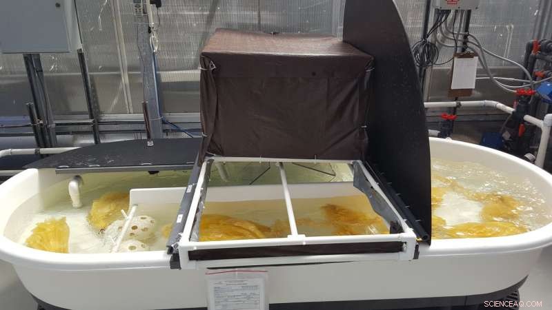 First Gram of Yellowcake Produced from Seawater Using Yarn‑Like Technology – Record Uranium Capture Achieved