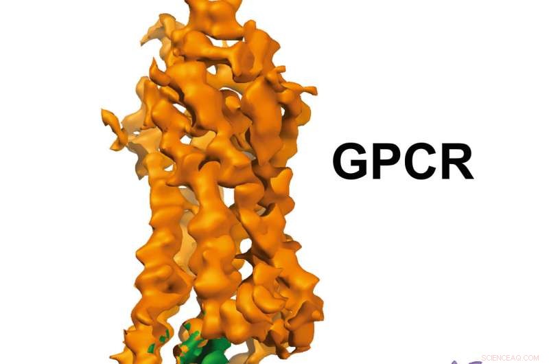 New Cryo-EM Study Illuminates How Two Key Drug Targets Interact