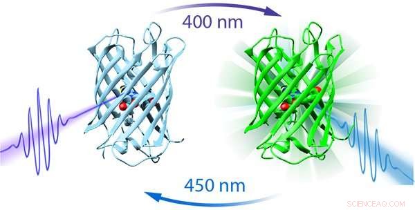New Protein Light Switch Technique Promises Advances in Biological Research