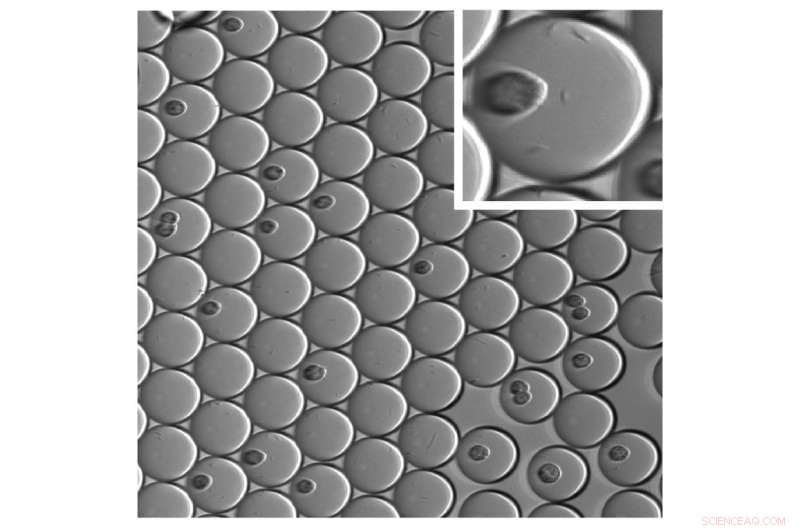 Chemists Innovate Mini-ecosystems for Rapid Drug Function Testing