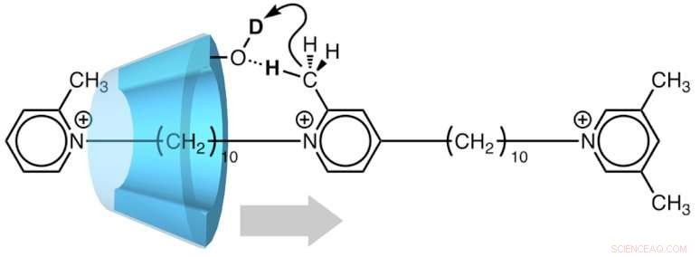 Artificial Molecular Machine Drives Unidirectional Motion for Catalytic Deuteration