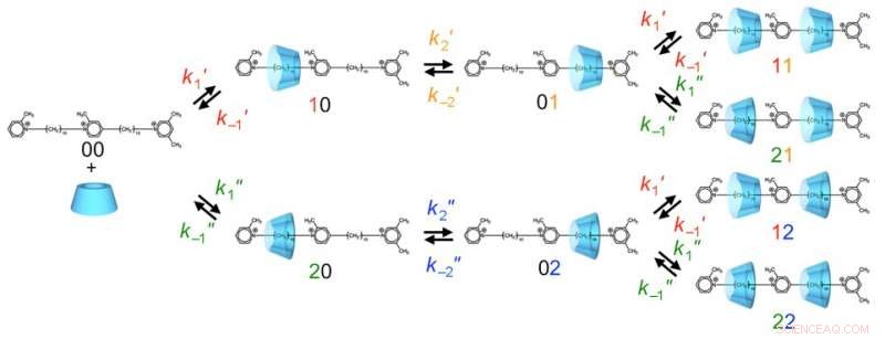 Artificial Molecular Machine Drives Unidirectional Motion for Catalytic Deuteration