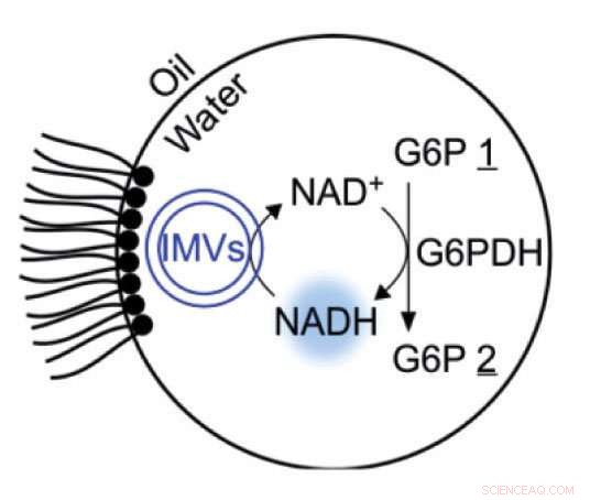 Advancing Toward Artificial Cells: Microfluidic Creation of Synthetic Life