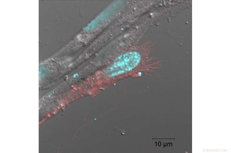 Gene Activation Halts Cell Division, New Study Reveals
