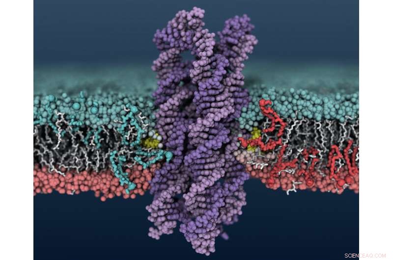 Synthetic DNA Enzyme Accelerates Membrane Lipid Shuffling by 1,000× Compared to Natural Enzymes