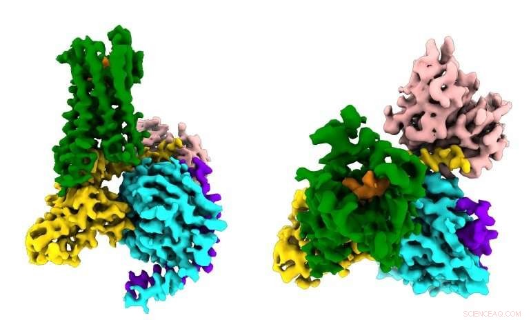 CryoEM Reveals Real-Time Opioid Receptor Signaling and Addiction Pathways