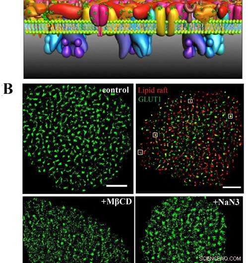 Super-Resolution Imaging Deciphers GLUT1 Clustering Dynamics