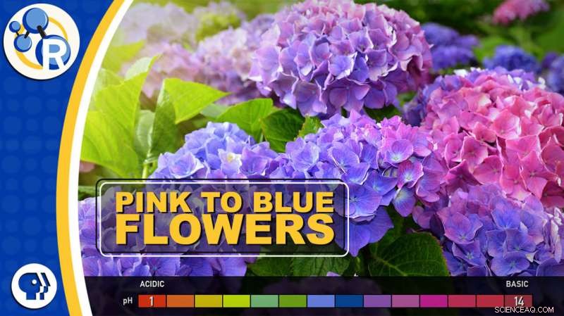 Discover the Color-Changing Magic of Hydrangeas
