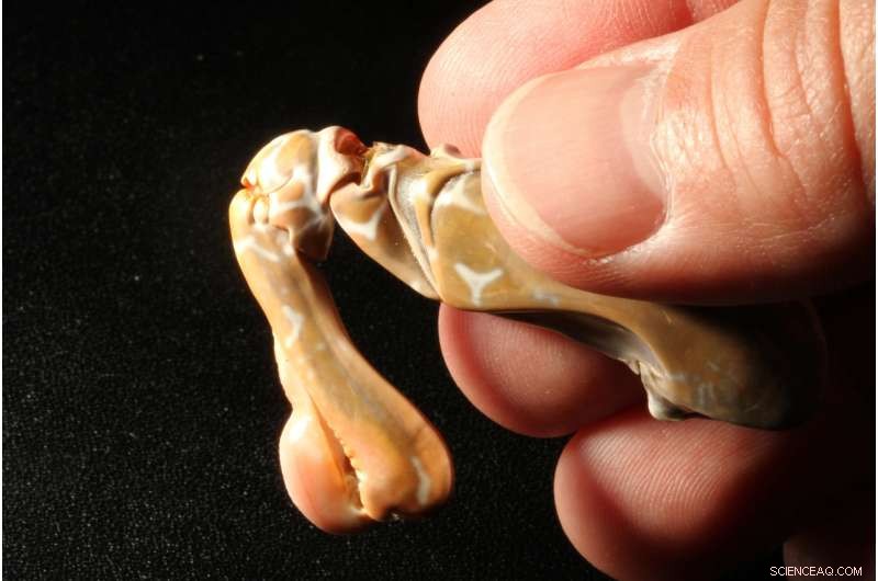 Nature s Twist: How Cracks Confer Superhero Strength to Animal Bodies