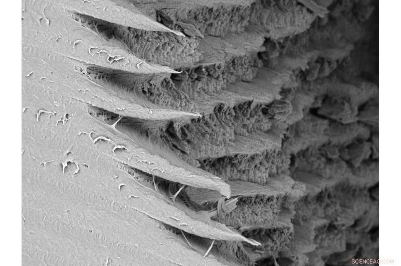 Nature s Twist: How Cracks Confer Superhero Strength to Animal Bodies