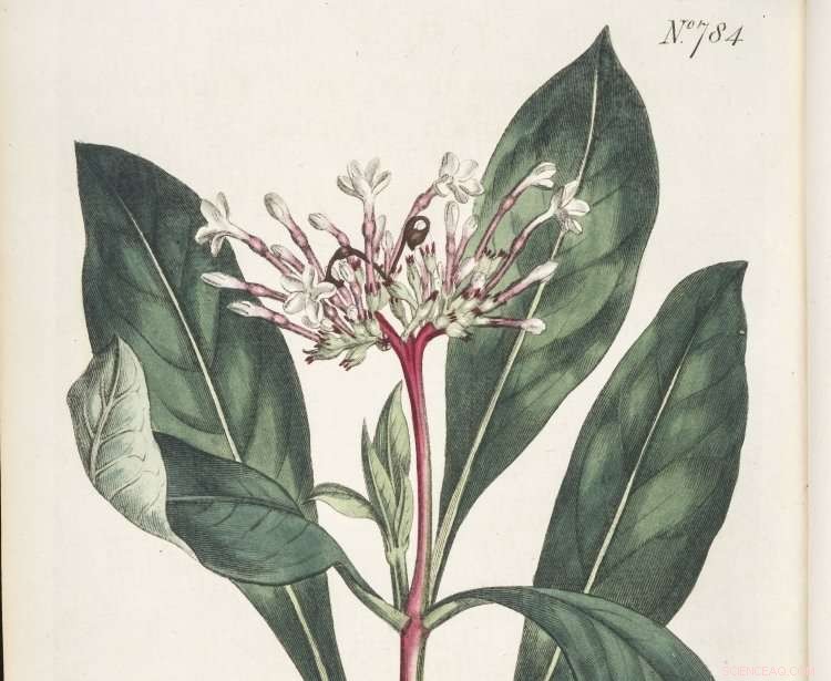 New Study Uncovers Calming Properties of a Traditional Plant, Boosting Scientific Interest