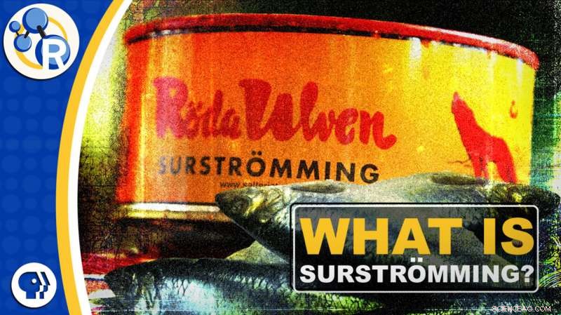 Surströmming Unveiled: The Fascinating History and Taste of Sweden s Fermented Herring